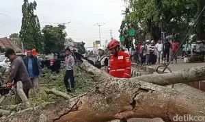 Pohon Tumbang Saat Salat Idulfitri di Pemalang, Dua Meninggal; https://sekilassumut.biz.id/